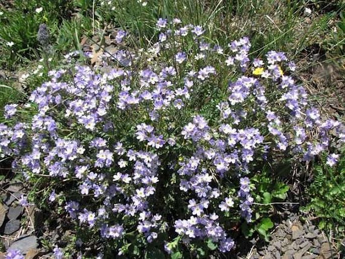 Polemonium pulcherrimum