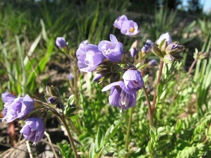 Polemonium pulcherrimum