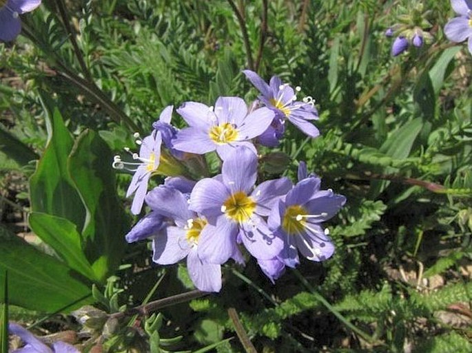 Polemonium pulcherrimum