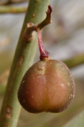 Polygala balansae