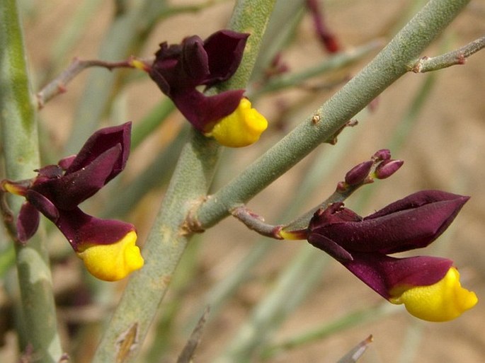 POLYGALA BALANSAE Coss. – vítod / horčinka