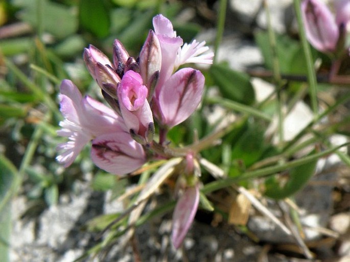 Polygala sardoa