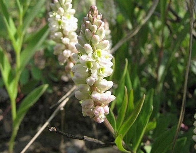 Polygala senega