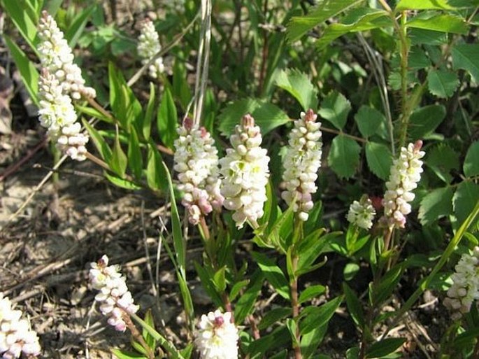 Polygala senega