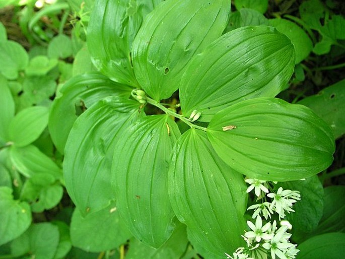 POLYGONATUM LATIFOLIUM (Mill.) Desf. – kokořík širolistý / kokorík širokolistý