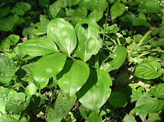 Polygonatum latifolium