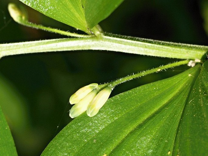 Polygonatum latifolium