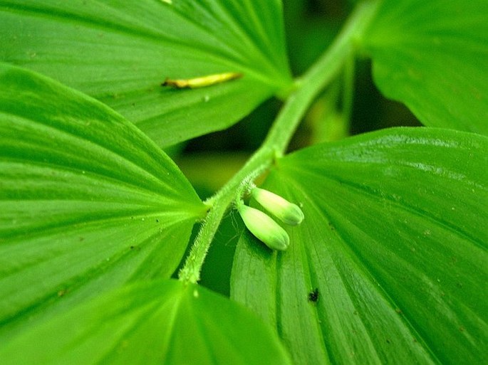 Polygonatum latifolium