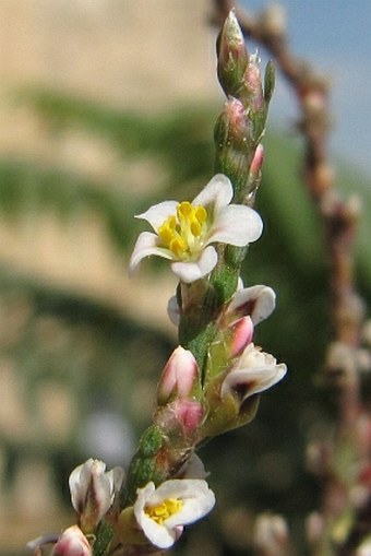 Polygonum equisetiforme