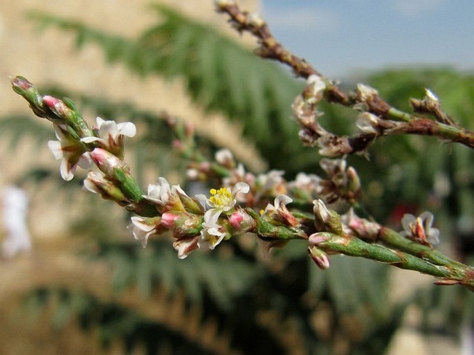 Polygonum equisetiforme