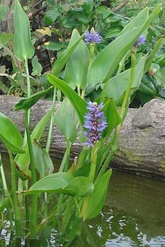 Pontederia cordata