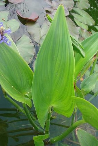 Pontederia cordata