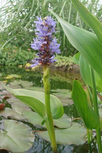 Pontederia cordata