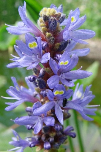 Pontederia cordata