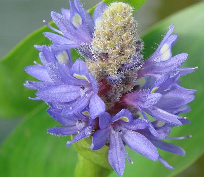 PONTEDERIA CORDATA L. – modráska srdčitá