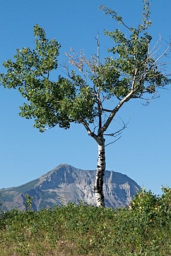 Populus tremuloides