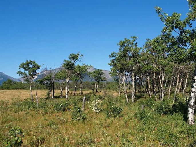 Populus tremuloides