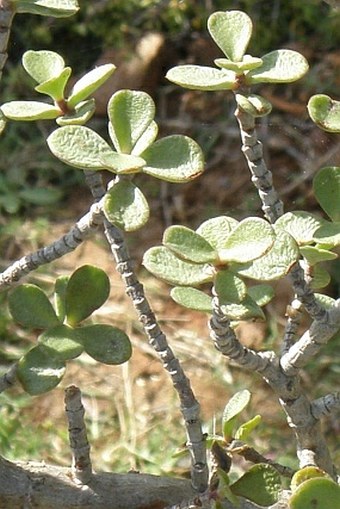 Portulacaria afra