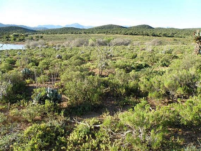 Portulacaria afra