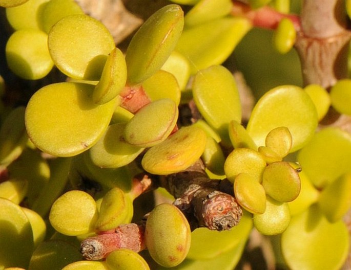 Portulacaria afra