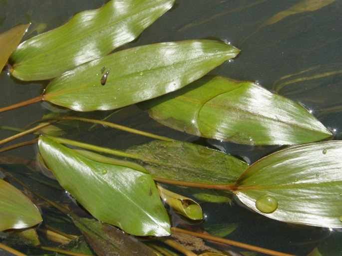 Potamogetonaceae