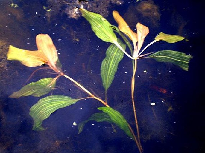 Potamogeton coloratus