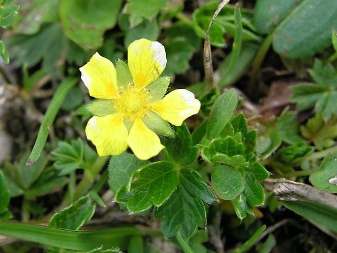 POTENTILLA BRAUNIANA Hoppe – mochna / nátržník