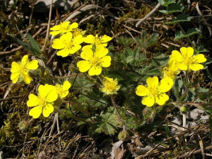 POTENTILLA HEPTAPHYLLA L. – mochna sedmilistá / nátržník sedmolistý