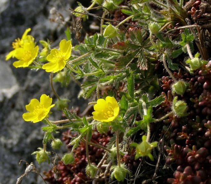 Potentilla heptaphylla