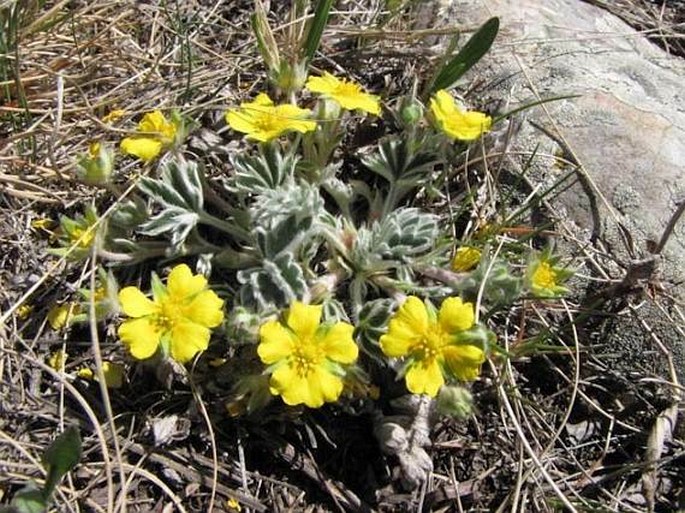 Potentilla concinna