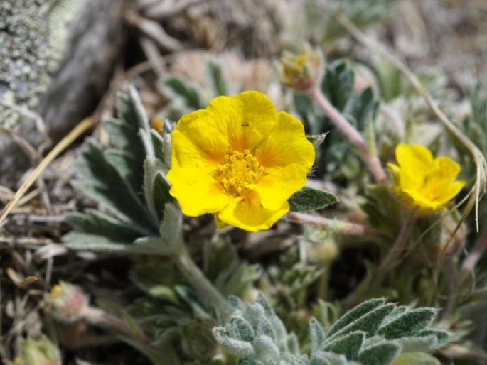 Potentilla concinna