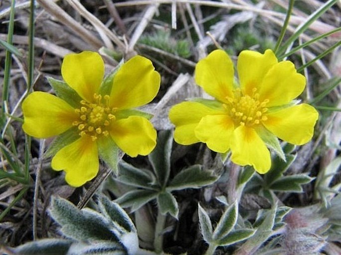 Potentilla concinna