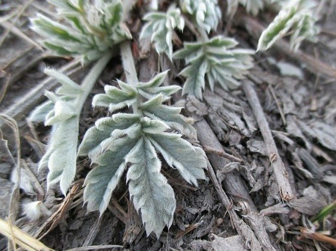 Potentilla concinna