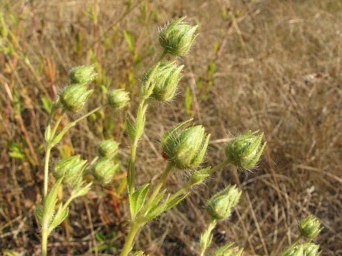 Potentilla gracilis