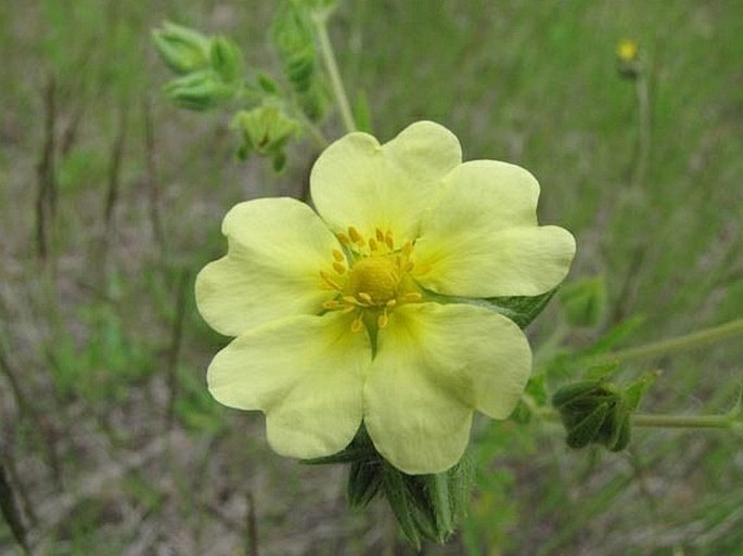 Potentilla gracilis