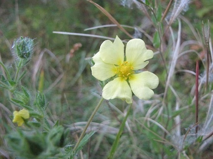 Potentilla gracilis