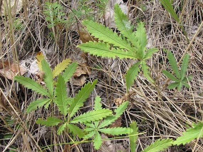 Potentilla gracilis