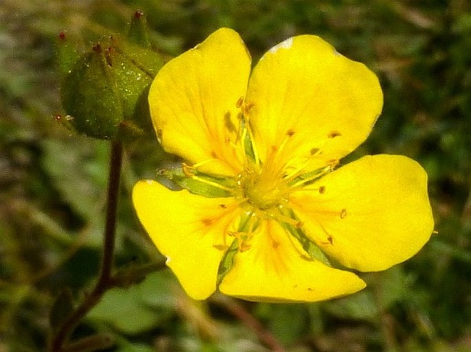 POTENTILLA GRANDIFLORA L. – mochna / nátržník