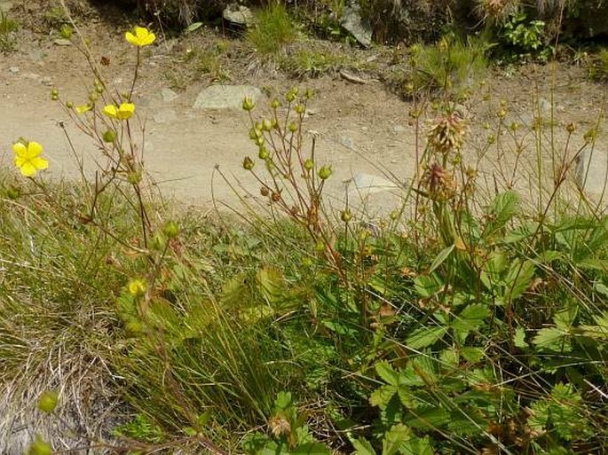 Potentilla grandiflora