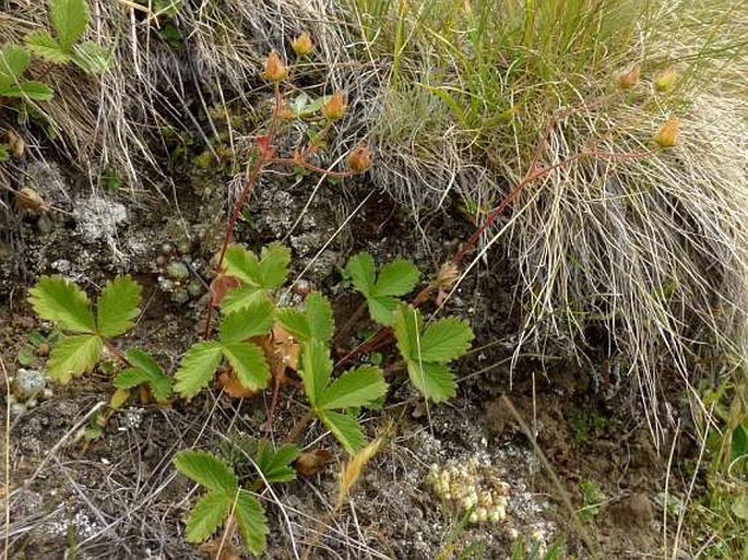 Potentilla grandiflora