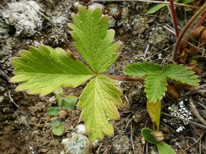 Potentilla grandiflora