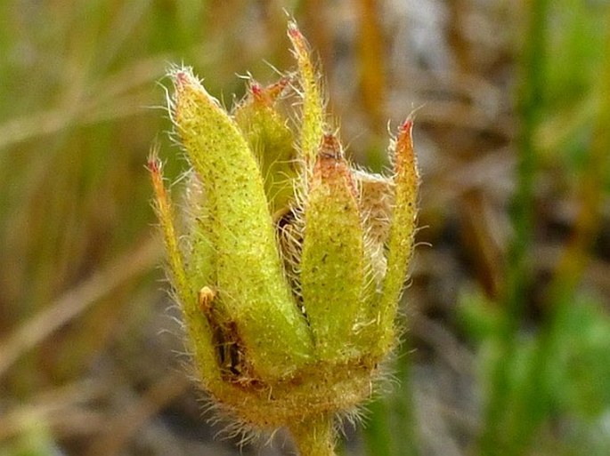 Potentilla grandiflora