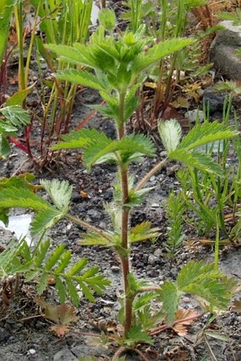 Potentilla norvegica