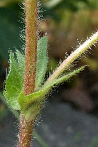 Potentilla norvegica