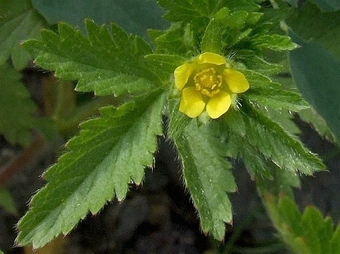 POTENTILLA NORVEGICA L. – mochna norská / nátržník nórsky