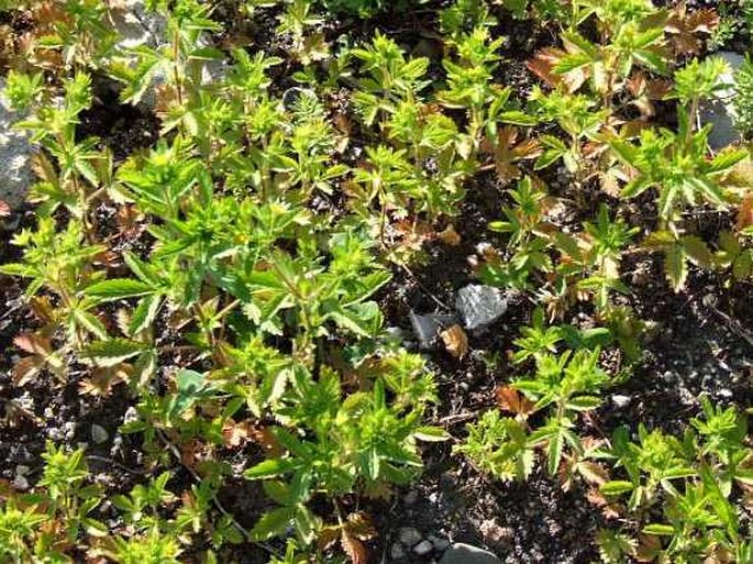 Potentilla norvegica