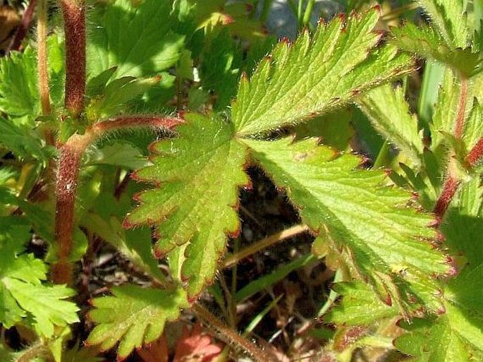 Potentilla norvegica