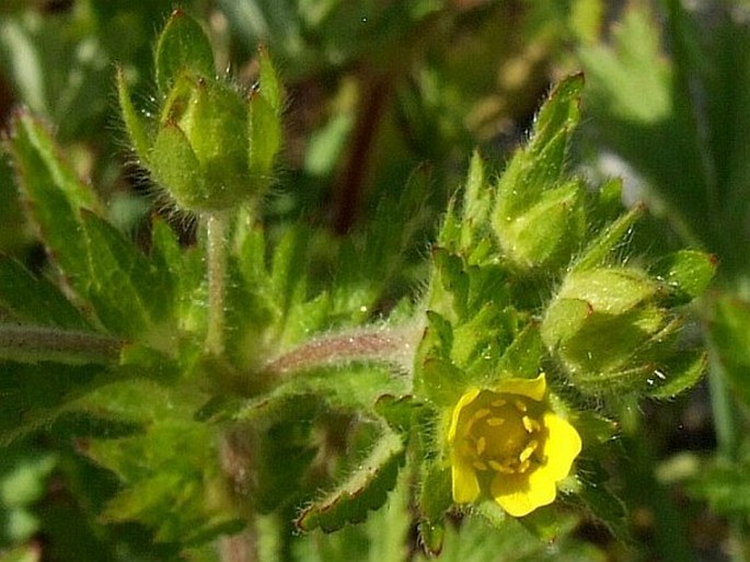 Potentilla norvegica