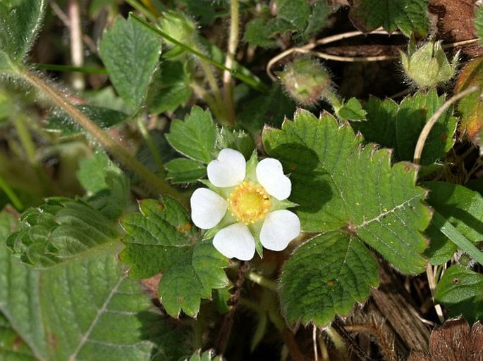 Potentilla sterilis