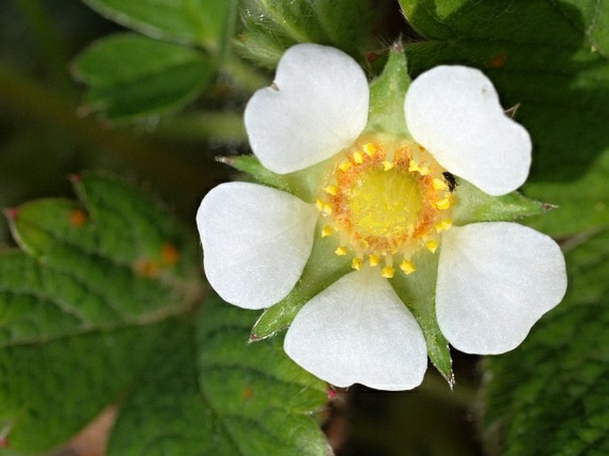 Potentilla sterilis